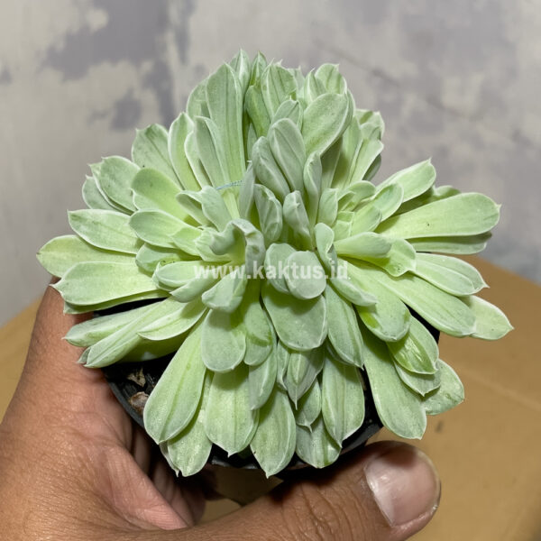 435. Echeveria Royal Chrysanthemum Double Head Variegated