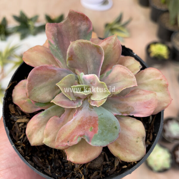 870. Echeveria Beyonce Chantilly