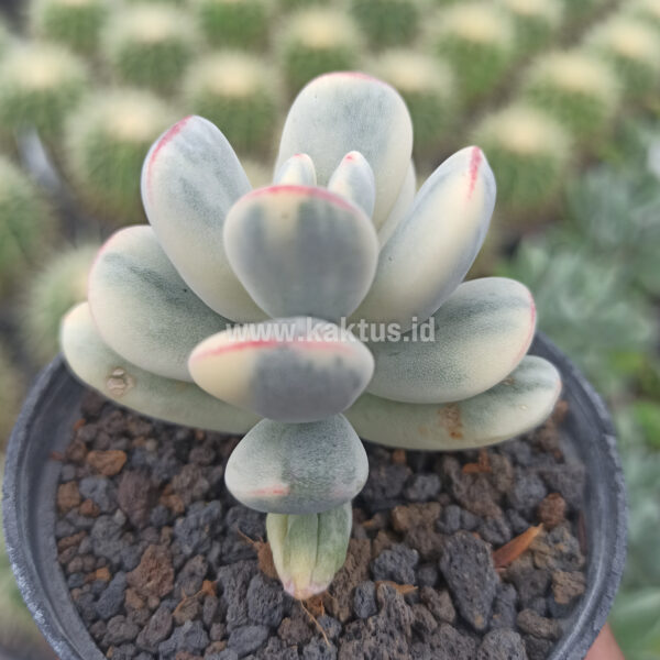 955. Cotyledon Orbiculata Variegated 'Unicorn Plant'