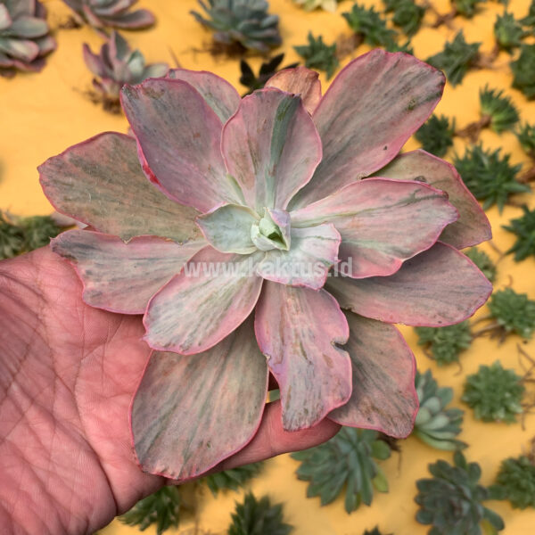 159. Echeveria Chantilly Hybrid