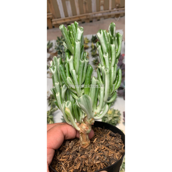 350. Crassula Ovata ‘Gollum' Silver Variegated