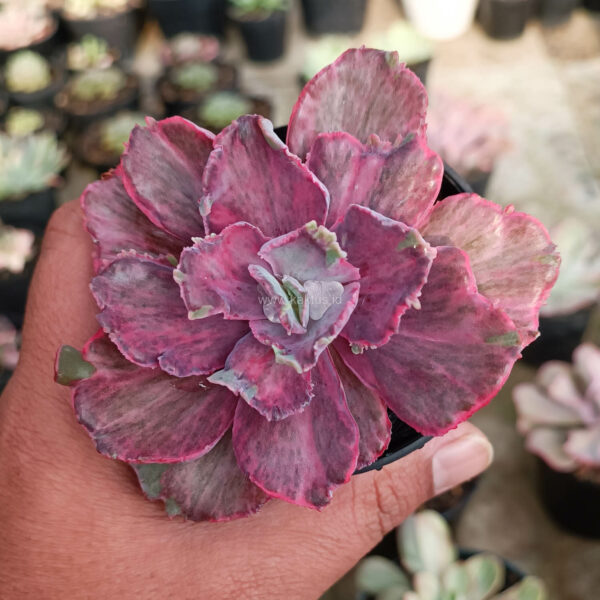 389. Echeveria Red Chantilly 'Dragon Fin'