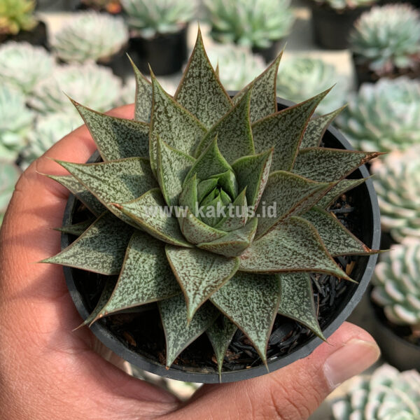 424. Echeveria Belle Etoile