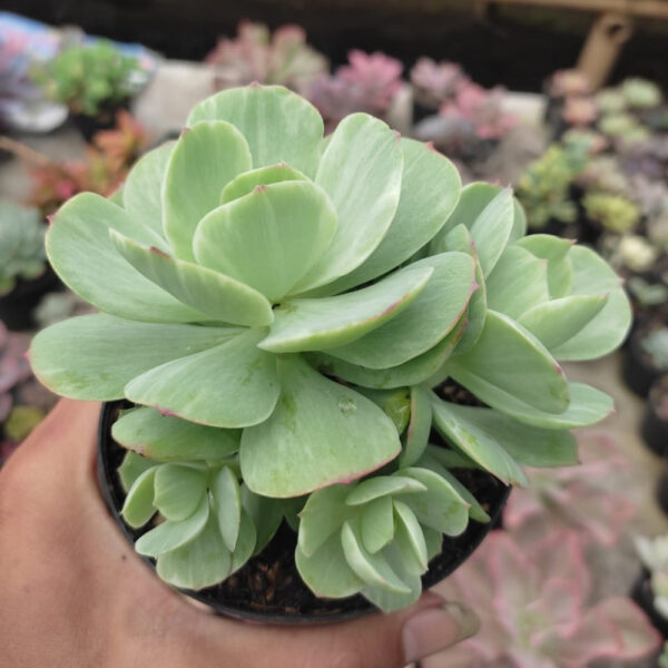 498CK. Echeveria x Aeonium Canariense Variegated