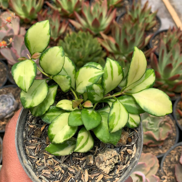 781. Hoya Heuschkeliana Variegated