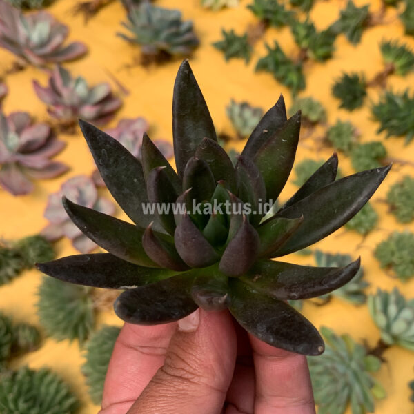 804. Echeveria Black Knight