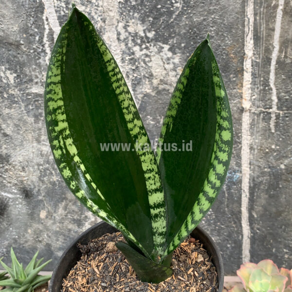 871. Sansevieria Whitney