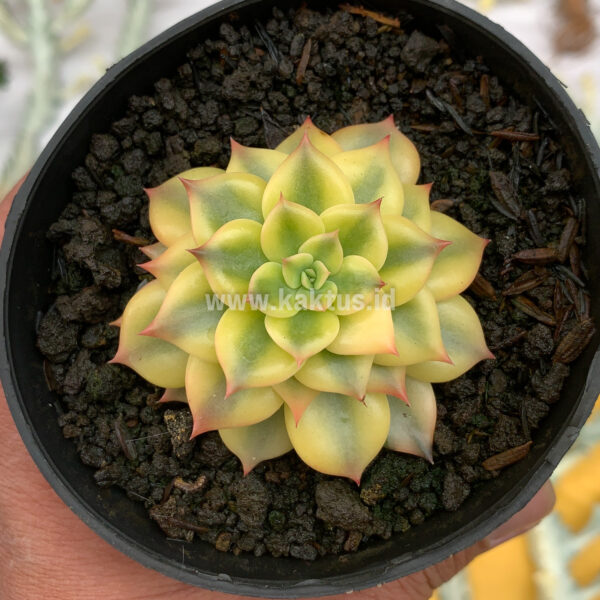 872. Echeveria Black Prince Aurea Variegated