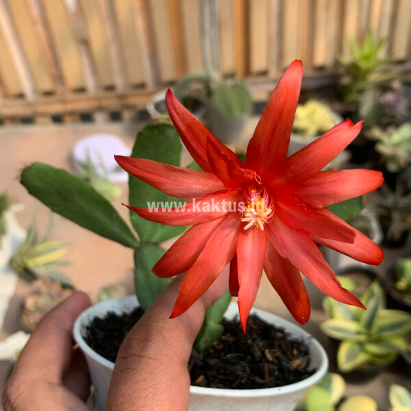 873. Schlumbergera Gaertneri Red Flowers -  Easter Cactus ( Appendix II – Special Permit Needed* )