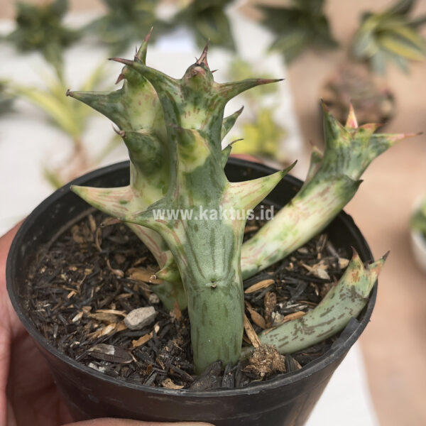 874. Caralluma / Huernia Hesperidum Variegated