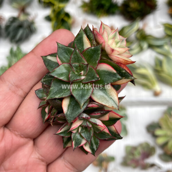 875. Echeveria Monocerotis Variegated Cluster