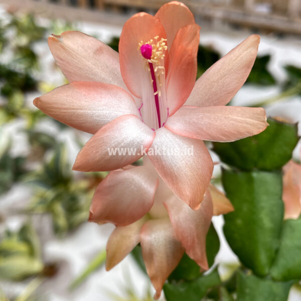 876. Schlumbergera Truncata 'Peach Parfait' ( Appendix II – Special Permit Needed* )