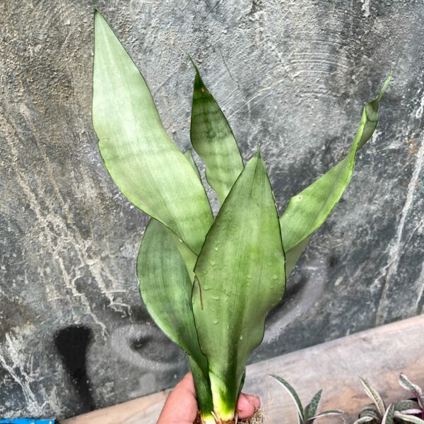 878. Sansevieria Moonshine