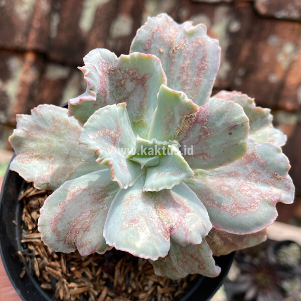 881. Echeveria Chantilly Paint Splash