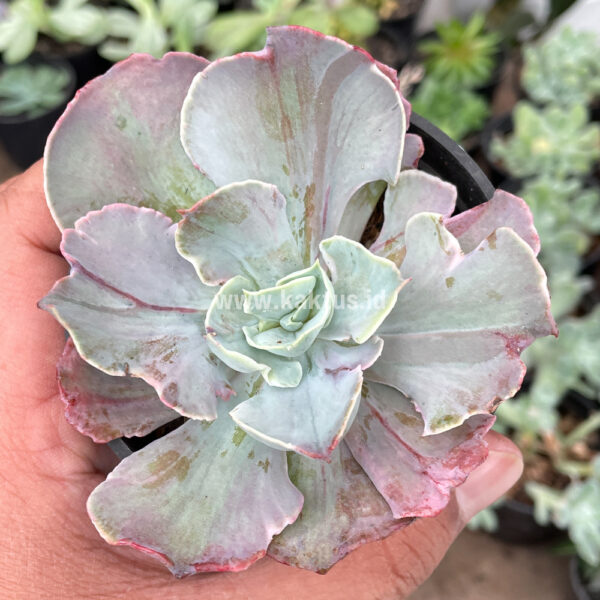 844. Echeveria Chantilly Pink Stripes