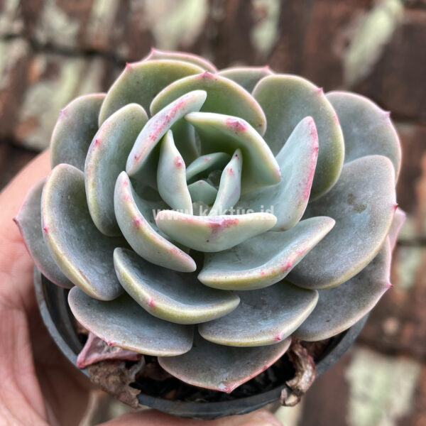 885. Echeveria Dusty Rose