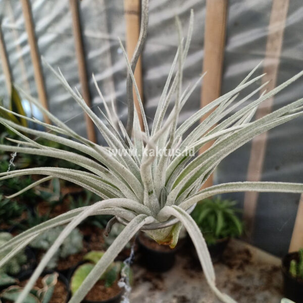 886. Tillandsia Ultriculata