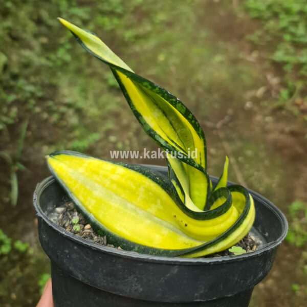 887. Sansevieria California Twister