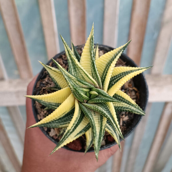 031. Haworthia Limifolia Variegated