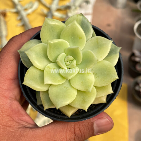 048. Graptoveria Titubans Variegated