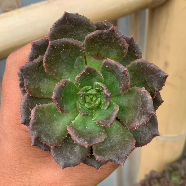 108. Echeveria Black Prince Mutation