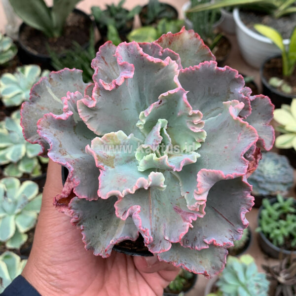 136. Echeveria Chantilly