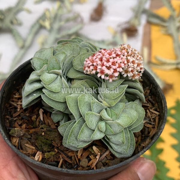 283. Crassula Morgans Beauty Cluster