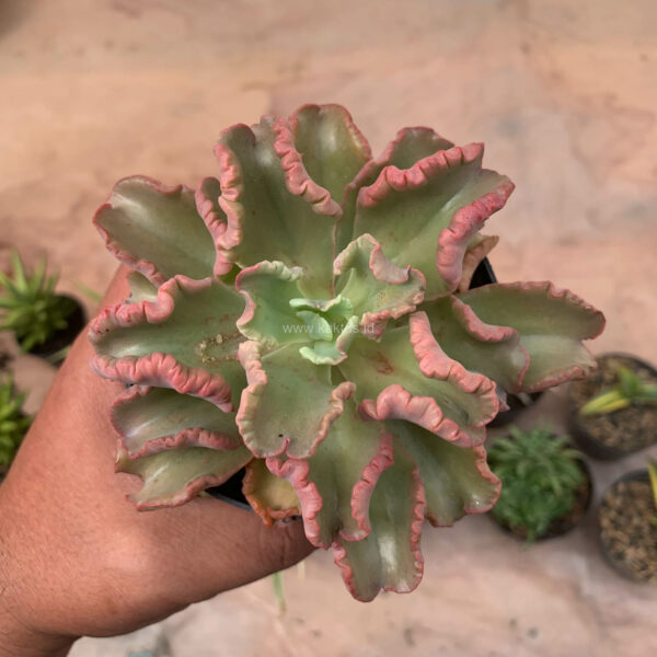 483. Echeveria Octopus Size 10 Cm