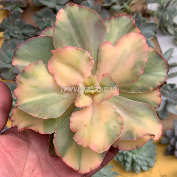 643. Echeveria San Remo