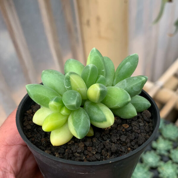 722. Pachyphytum Compactum Variegated