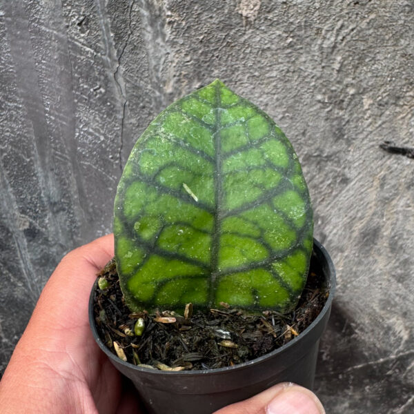 817. Hoya Finlaysonii