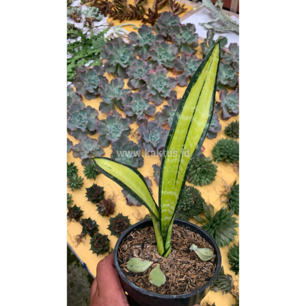 854. Sansevieria Golden Forscate / Sansevieria California 1 Leaf