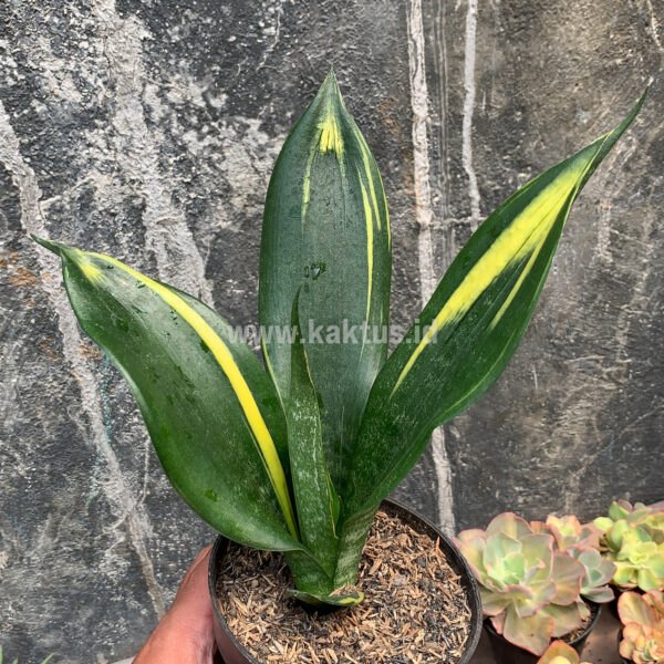 856. Sansevieria Black Flame