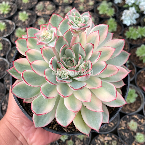 888. Echeveria Pulidonis White Variegated Size 15 Cm