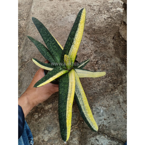 889. Gasteria Batesiana Brazilian Flag Size 30 Cm