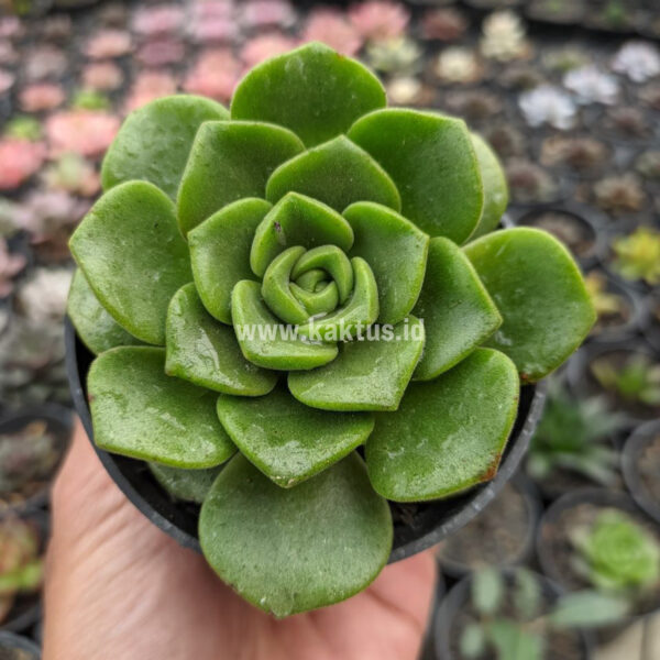 890. Aeonium Lily Pad