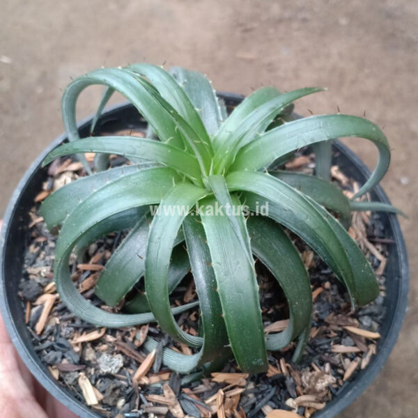 892. Dyckia Remotiflora