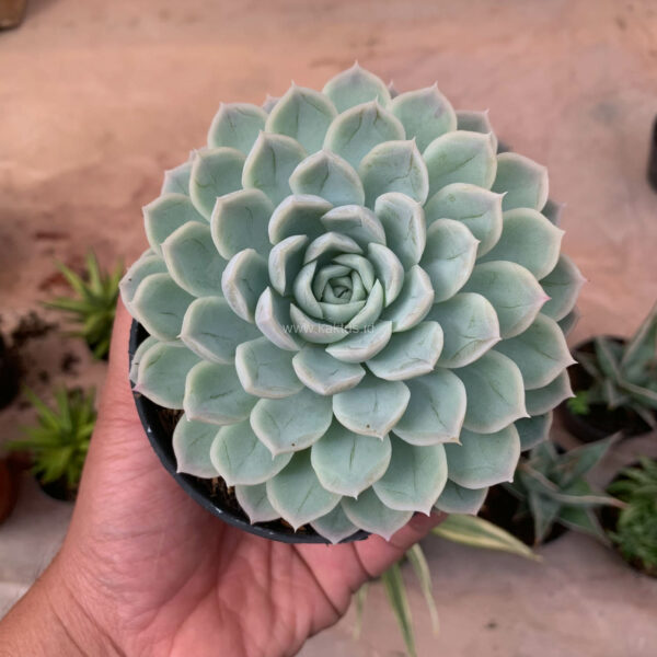 895. Echeveria Artic Ice