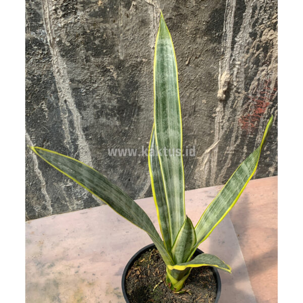 896. Sansevieria Assalam