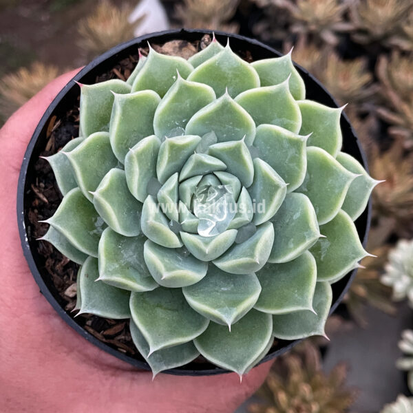 899. Echeveria Hyalina