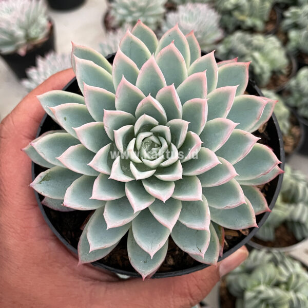 901. Echeveria Violet Queen