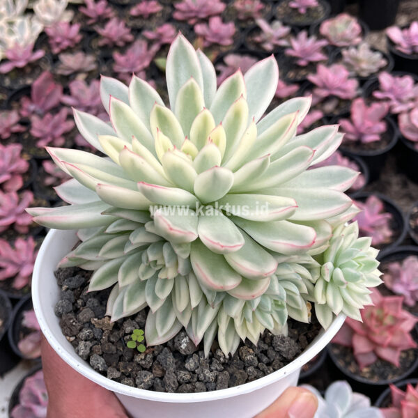 904. Echeveria Mebina Variegated Cluster