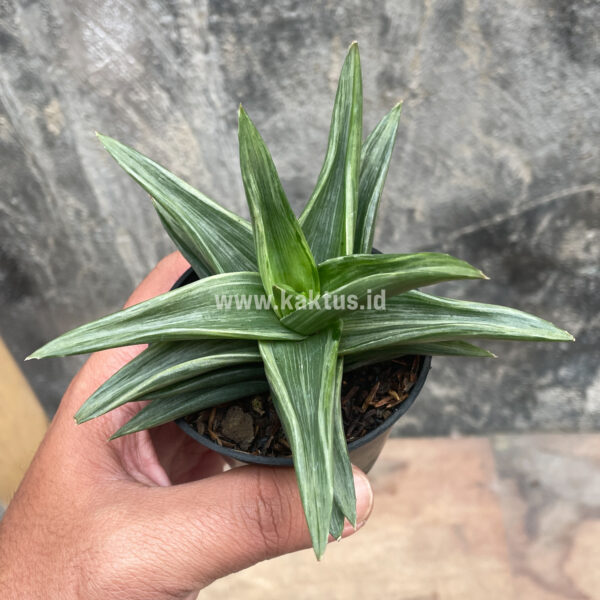 908. Haworthia Pentagona Silver