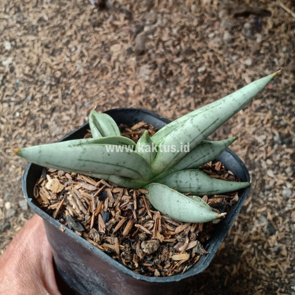 909. Sansevieria Boncel New Clone