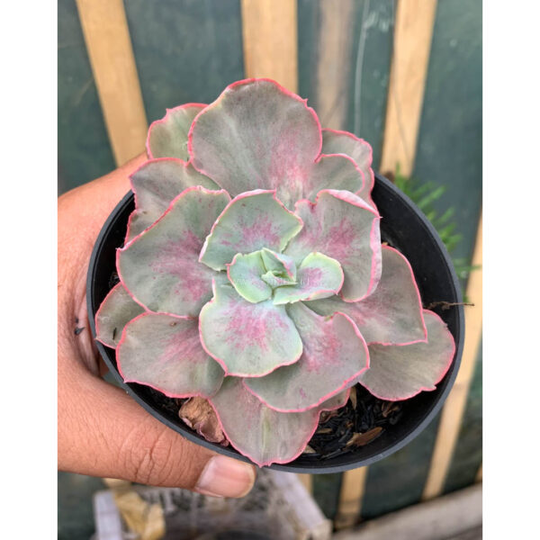 912. Echeveria Chantilly Moonshine