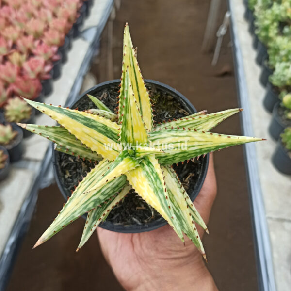 913. Aloe Somaliensis Variegated ( Appendix II – Special Permit Needed* )