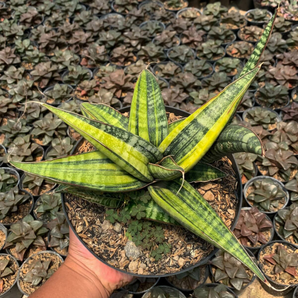 915. Sansevieria Fischeri Variegated Pot 15 Cm