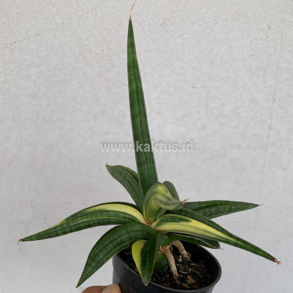 918. Sansevieria Downsi Chahinian Variegated