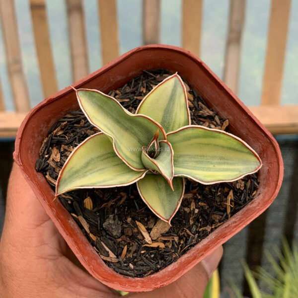 919. Sansevieria Blue Leaf Variegated