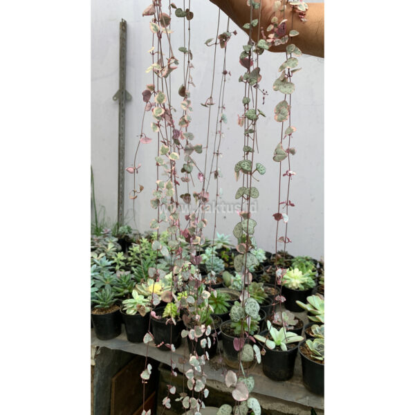 920. Ceropegia Woodii Pink Variegated 'String of Hearts' Super Long